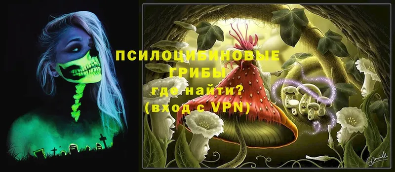 Псилоцибиновые грибы Psilocybine cubensis  Гаврилов-Ям 